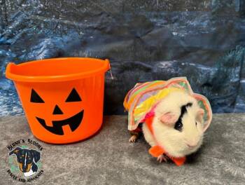 Rescue Guinea Pig Guinea Pigs for Adoption in Huntington, West Virginia - Kiki | PetCurious
